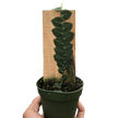 Rhaphidophora 'Cryptantha' | Rare Shingle Plant Climber | House Plant Shop