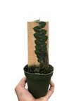 Rhaphidophora 'Cryptantha' | Rare Shingle Plant Climber | House Plant Shop