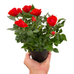 Mini Rose Bush