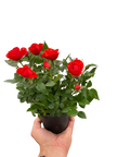 Mini Rose Bush
