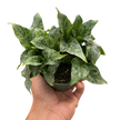 Schismatoglottis 'Thailand'