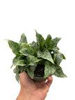 Schismatoglottis 'Thailand'