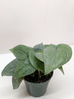 Scindapsus Platinum Java