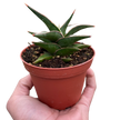 Snake 'Lavranos'