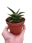Snake 'Lavranos'