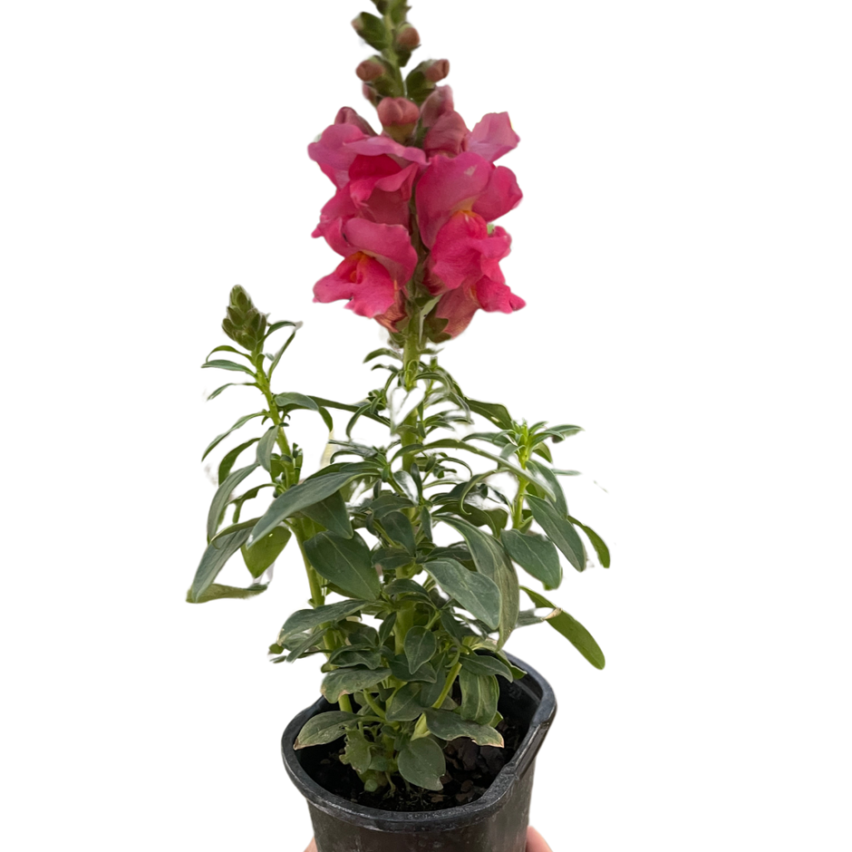 SnapDragon