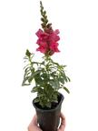 SnapDragon