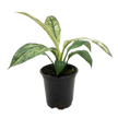 Spathiphyllum Jessica