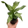 Spathiphyllum 'Platinum Mist'