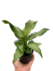 Spathiphyllum 'Platinum Mist'