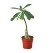 Succulent Adenium Obesum 'Desert Rose'