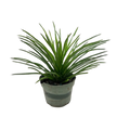 Succulent Agave Twin Flower