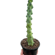 Boobie Cactus