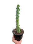 Boobie Cactus