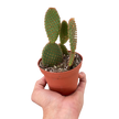 Opuntia 'Microdasys' (Bunny Ear Cactus)