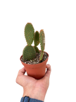 Opuntia 'Microdasys' (Bunny Ear Cactus)