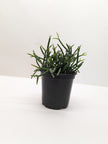 Mistletoe Cactus | Easy Care Trailing Succulent for Hanging Baskets