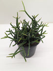 Mistletoe Cactus | Easy Care Trailing Succulent for Hanging Baskets