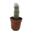 Succulent Cactus Old Man
