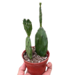 Succulent Prickly Pear Cactus