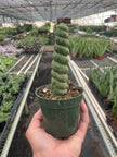 Succulent Unicorn Cactus | Rare Spiral Columnar Cactus | House Plant Shop