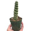 Succulent Unicorn Cactus | Rare Spiral Columnar Cactus | House Plant Shop