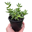 Delosperma echinatum 'Pickle Plant'