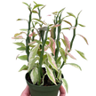 Variegated Devil's Backbone Euphorbia