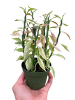Variegated Devil's Backbone Euphorbia