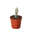 Succulent Euphorbia 'Dragon Bone'