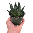 Succulent Gasteria Durban
