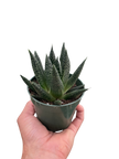 Succulent Gasteria Durban