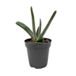 Succulent Gasteria Little Warty