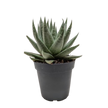 Succulent Haworthia Savanna