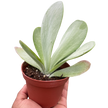 Succulent Kalanchoe 'Flap Jack'