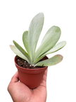 Succulent Kalanchoe 'Flap Jack'