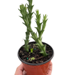 Starfish Cactus (Stapelia orbea variegata)