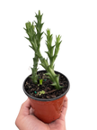 Starfish Cactus (Stapelia orbea variegata)