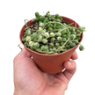 Succulent 'String of Pearls' Variegated