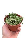Succulent 'String of Pearls' Variegated