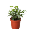 Syngonium 'Three Kings'