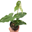 Syngonium 'Albo Variegata'