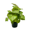 Syngonium Cream Allusion
