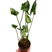 Syngonium 'Godzilla'