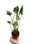 Syngonium 'Godzilla'