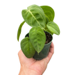 Syngonium 'Ice Frost'