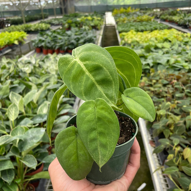 Syngonium 'Ice Frost'