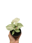 Syngonium 'Milk Confetti'