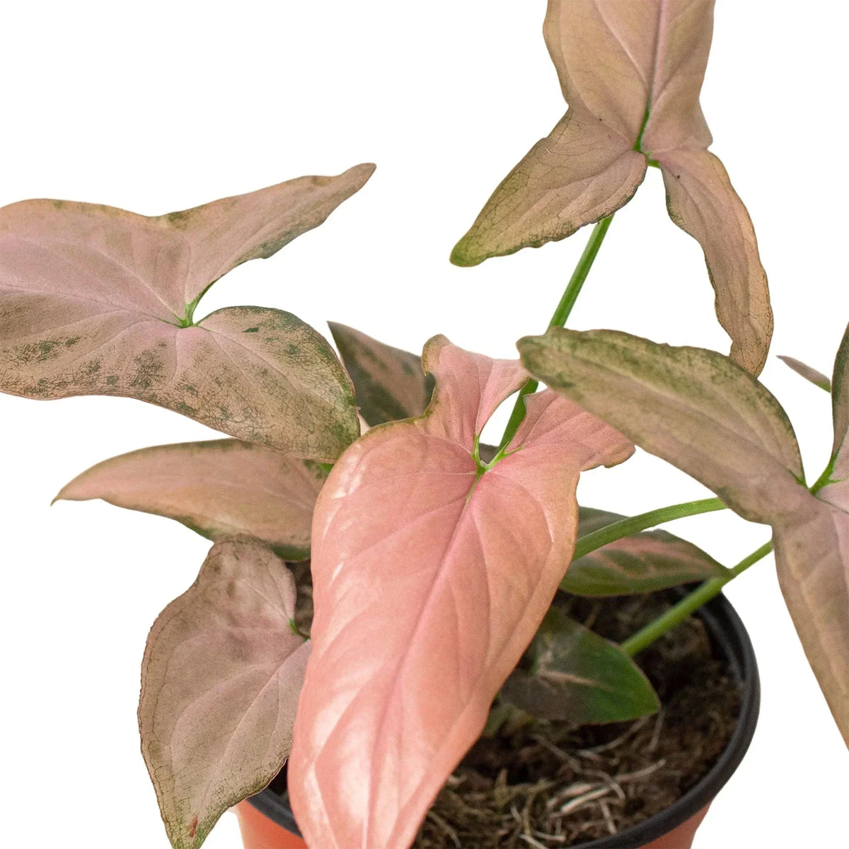 Syngonium 'Pink Splash' - 4