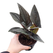 Syngonium 'Red Arrow'